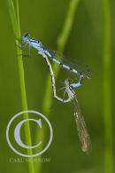 Mating Damselfies